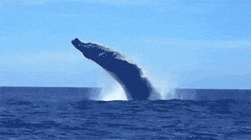 Wildlife gif. A whale launches out of the water and corkscrews through the air before landing with a splash.