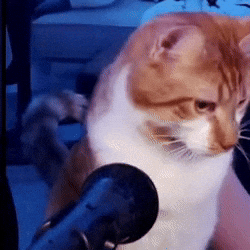 Cat GIF