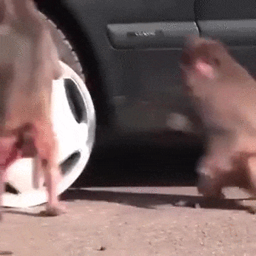  things monkey business thechive monkeys GIF