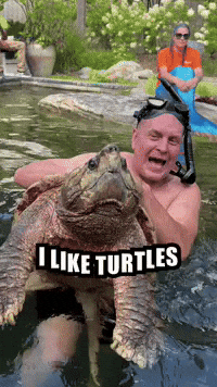 Alligator Snapping Turtle Mermaid GIF