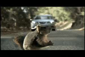 kelseydown animal scream squirrel GIF