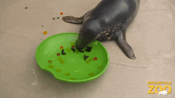 St Patricks Day Eating GIF by Brookfield Zoo