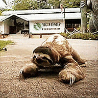 Sloths GIFs - Find & Share on GIPHY