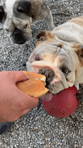 hungry scbr GIF by Southern California Bulldog Rescue