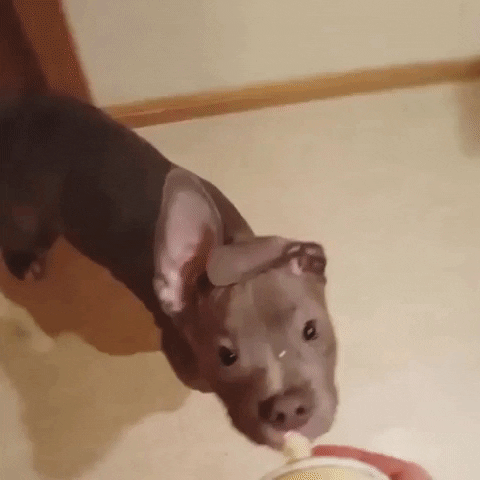 Hungry Dog GIF by JustViral.Net