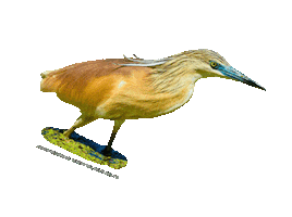 parcodeltapo Sticker