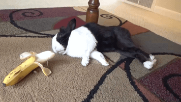 Nyul GIF