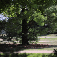 Golf College GIF by Western Illinois University