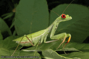 Animals GIF