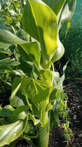 Corn GIF