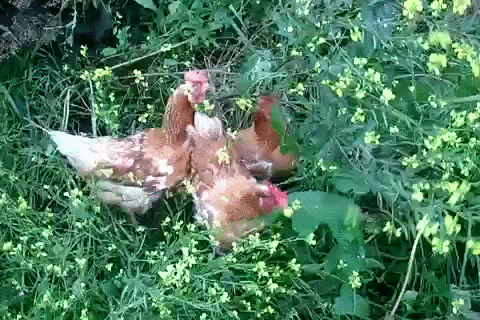 kartáč slepice GIF