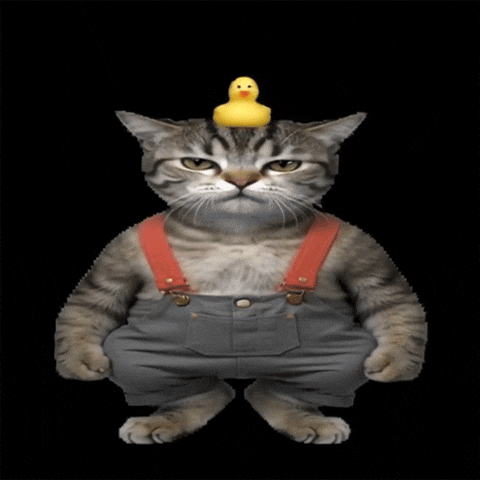 Cat Kitten GIF by POST-WEB