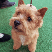200.gif?cid=fc005b08944d85c9d8d2aa6775615d7ffe9b9d0cf083e5b7&rid=200.gif&ct=g