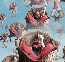 Cymbal Monkey Jolly Chimp GIF