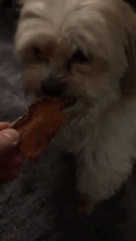 Sweet Potato Cute Dog GIF by healthybud