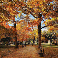 Fall Autumn GIF by Kenyon College