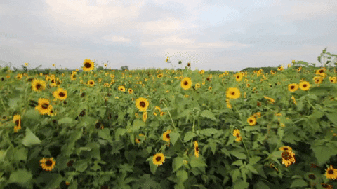 Flowers Wind GIF by Jean Scuderi - Find & Share on GIPHY