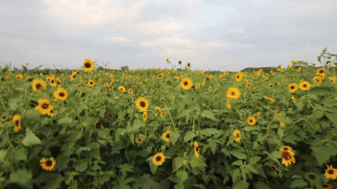 Flowers Wind GIF by Jean Scuderi - Find & Share on GIPHY Flowers Wind GIF by Jean Scuderi - Find & Share on GIPHY