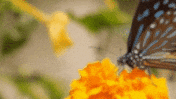 Bv6300Pro GIF