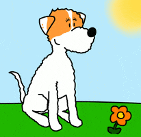 Happy Jack Russell GIF
