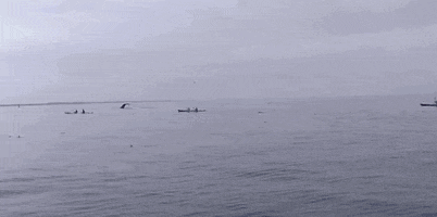 meet moss landing singles Kayaking with humpback whales and otters at moss landing, 5/20 at moss landing on sun may 20 2018, 9:00am: join us for a real adventure, kayaking with. meet moss landing singles Kayaking with humpback whales and otters at moss landing, 5/20 at moss landing on sun may 20 2018, 9:00am: join us for a real adventure, kayaking with.
