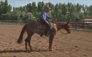 HorseandRider horse reining roan horserider GIF