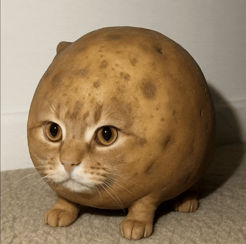 Potatocat GIF