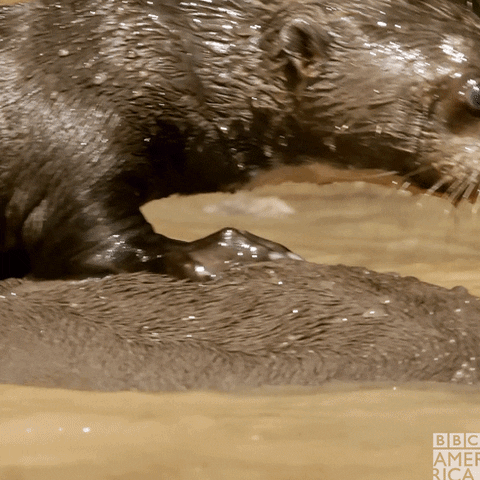 Baby Otter GIF by BBC America