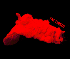 Cat Ragdoll GIF by Rega Marketing