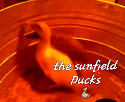 The Sunfield Ducks GIF