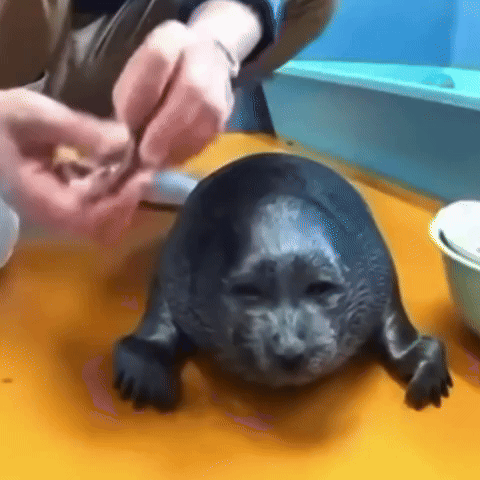 Sad Seal GIF