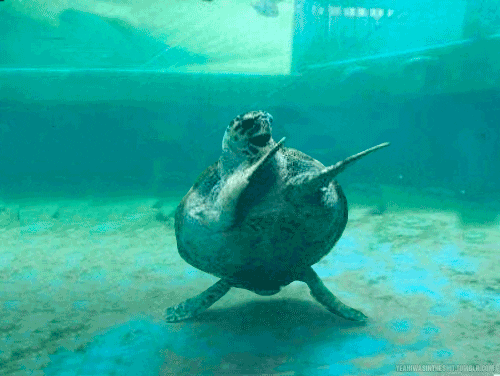 turtle GIF