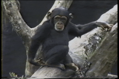 monkey falling GIF by AFV Pets