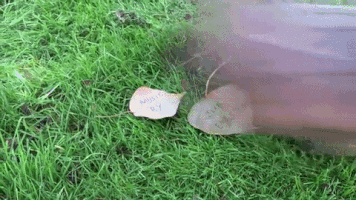 grace_ig  GIF
