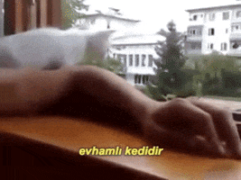 kedi cat kedi kedidir GIF