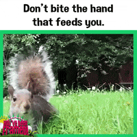 bite the hand that feeds ungrateful much GIF by You've Been Framed!