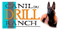 Dog Pet Sticker by Canil Du Drill Ranch