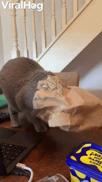 Cats Out The Bag GIFs