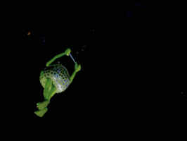 Feld Entertainment Mike GIF by Disney On Ice