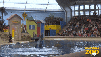 Happy Jump GIF by Brookfield Zoo