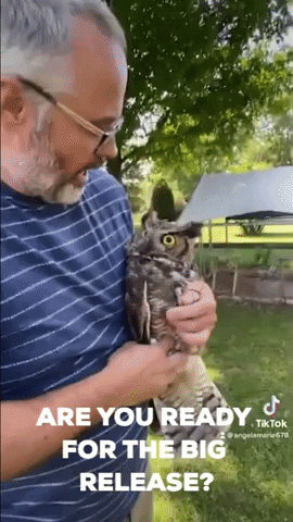 Owl GIF by Storyful