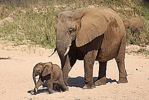 baby elephant running GIF