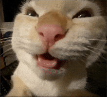 Cat Funny GIF