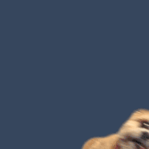 cute dog