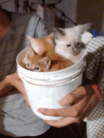Little Cats GIF