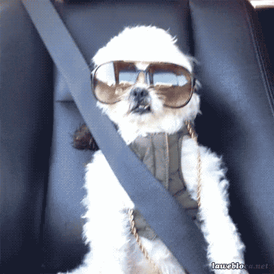 giphy.gif?cid=4bf119fc5cbe340a34324d344ddd875f