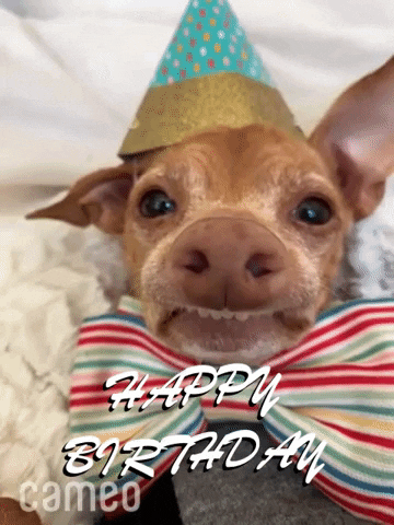 Video gif. A small chihuahua dog wearing a birthday hat and a multicolored bow tie looks at us, his teeth sticking out over his bottom lip and one ear flopped down and to the side. Text, "Happy birthday"