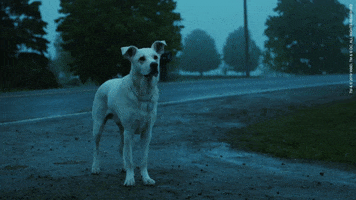 Dog Pup GIF by DC