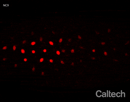 Biology Medicine GIF by Caltech