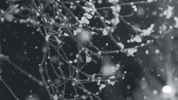 Video gif. It's snowing and the camera pans over branches covered in snow.